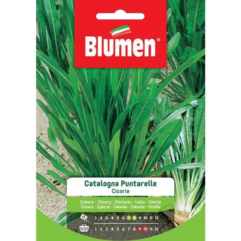 foto del prodotto semi di cicoria catalogna puntarelle blumen