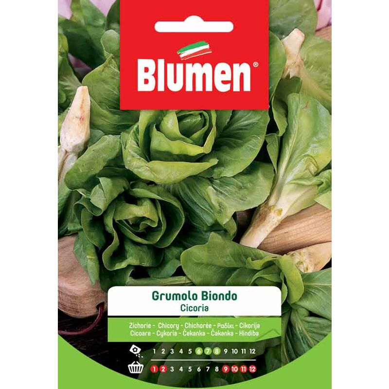 foto del prodotto semi di cicoria grumolo biondo blumen