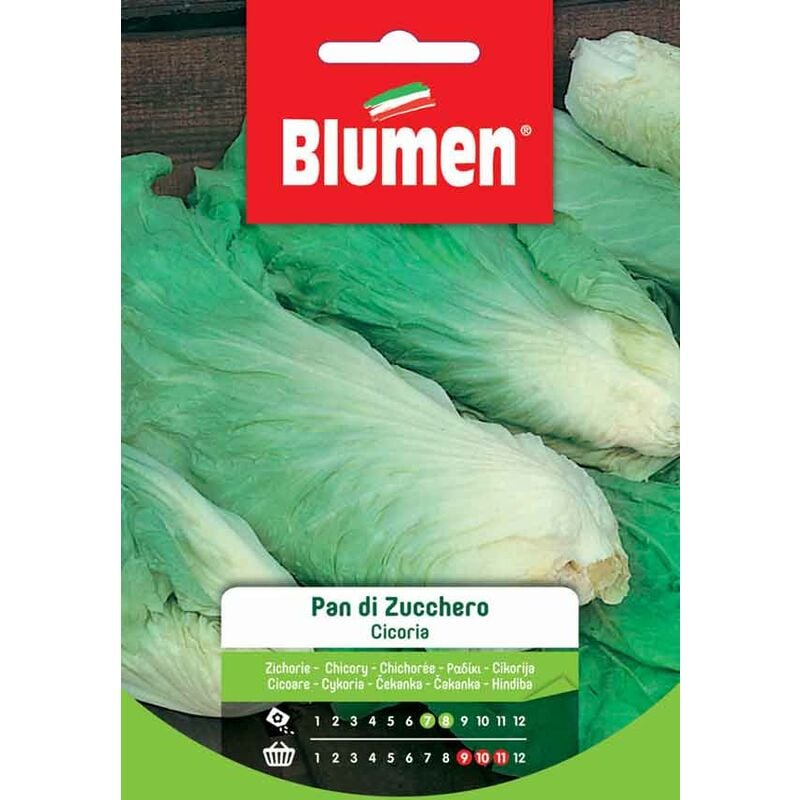 foto del prodotto semi di cicoria pan di zucchero blumen