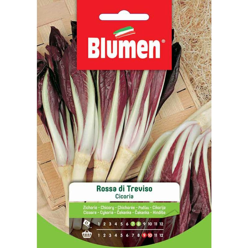 foto del prodotto semi di cicoria rossa di treviso blumen