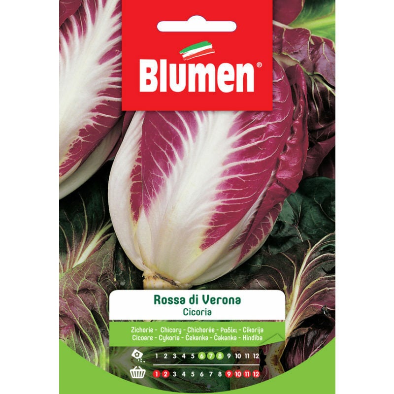 foto del prodotto semi di cicoria rossa di verona blumen