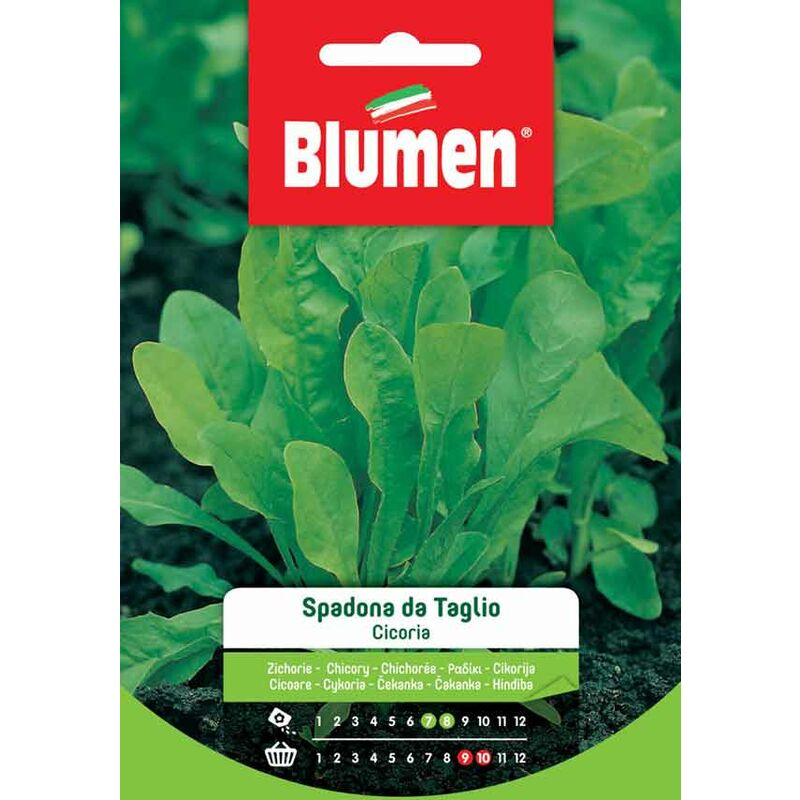 foto del prodotto semi di cicoria spadona da taglio blumen