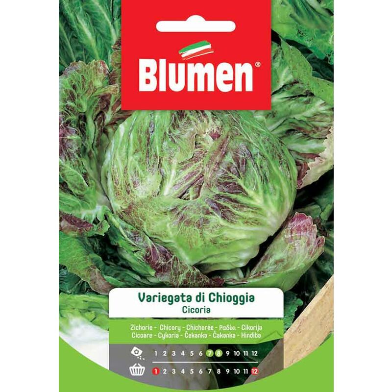 foto del prodotto semi di cicoria variegata di chioggia blumen