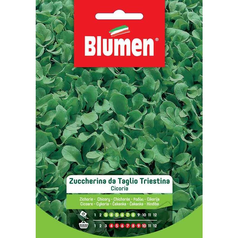 foto del prodotto semi di cicoria zuccherina da taglio triestina blumen