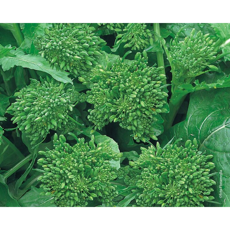 foto del prodotto semi di cima di rapa barese marzatica centoventina