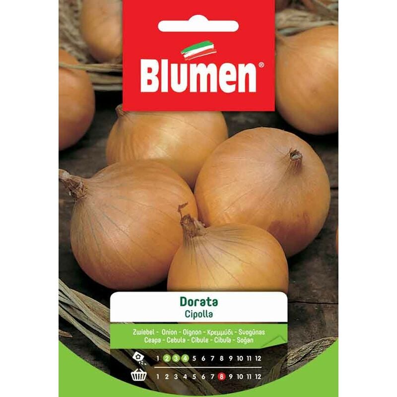 foto del prodotto semi di cipolla dorata blumen