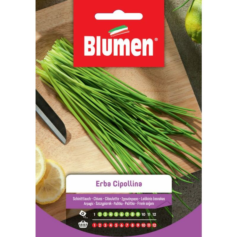 foto del prodotto semi di erba cipollina blumen