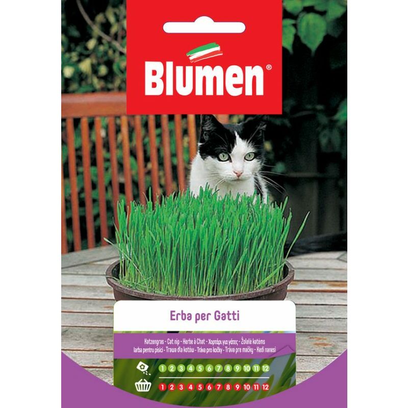 foto del prodotto semi di erba per gatti blumen