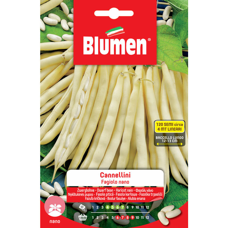 foto del prodotto semi di fagioli cannellini nani blumen