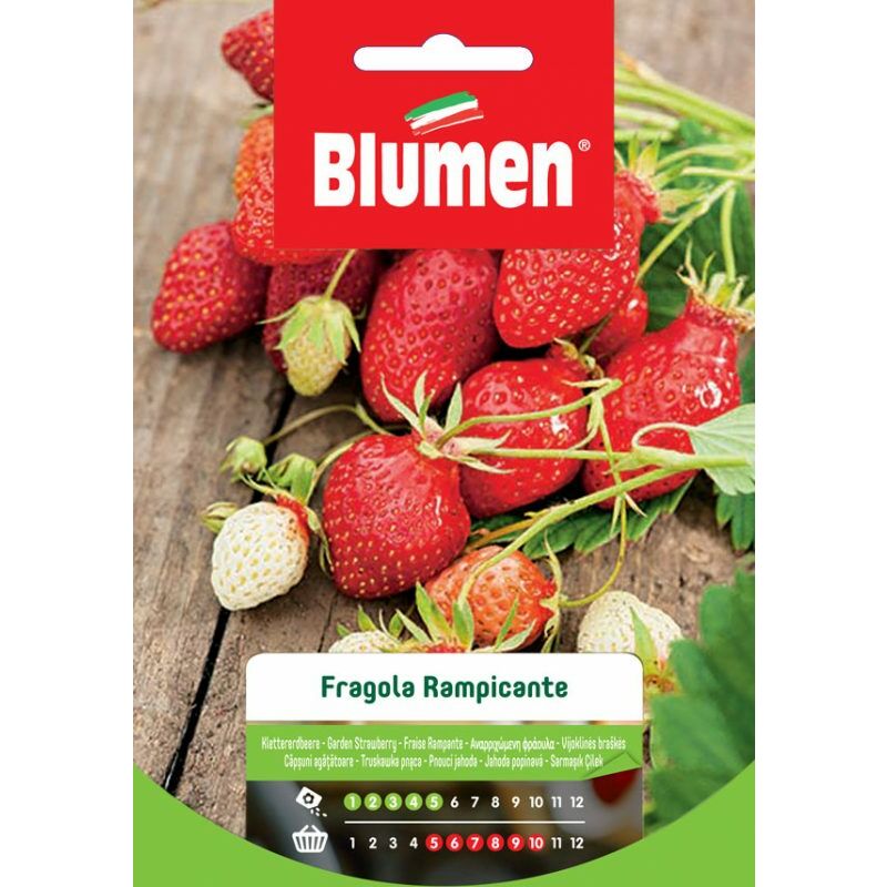 foto del prodotto semi di fragola rampicante blumen