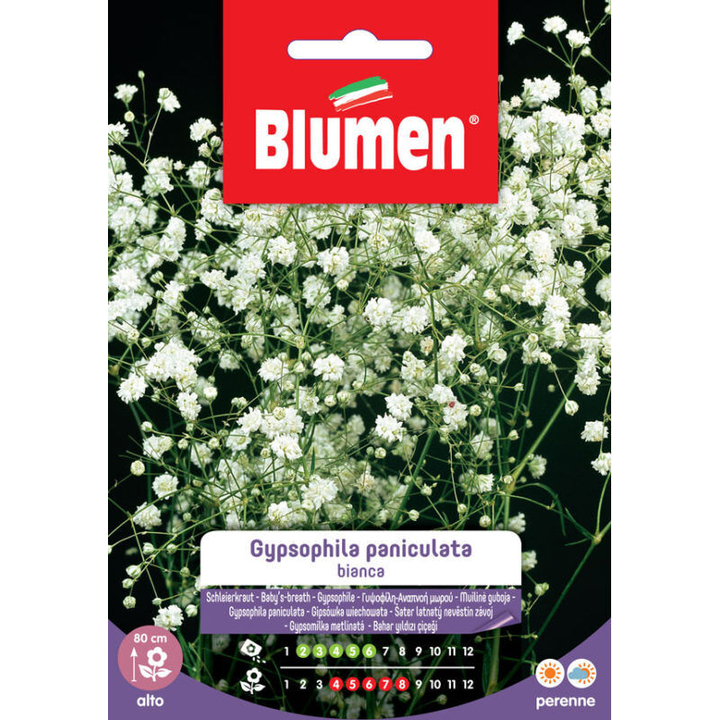 foto del prodotto semi di gypsophila paniculata bianca