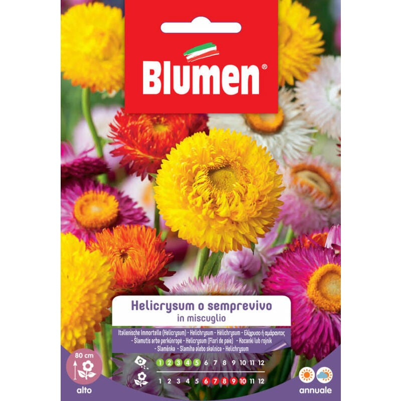 foto del prodotto semi di helicrysum o semprevivo in miscuglio blumen