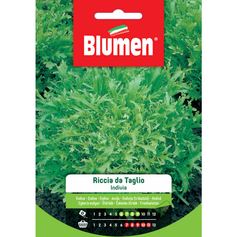 foto del prodotto semi di indivia riccia da taglio blumen