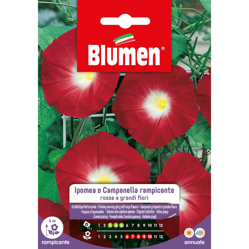foto del prodotto semi di ipomea campanella rampicante rossa blumen