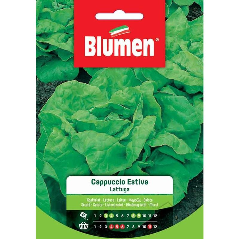 foto del prodotto semi di lattuga a cappuccio estiva blumen