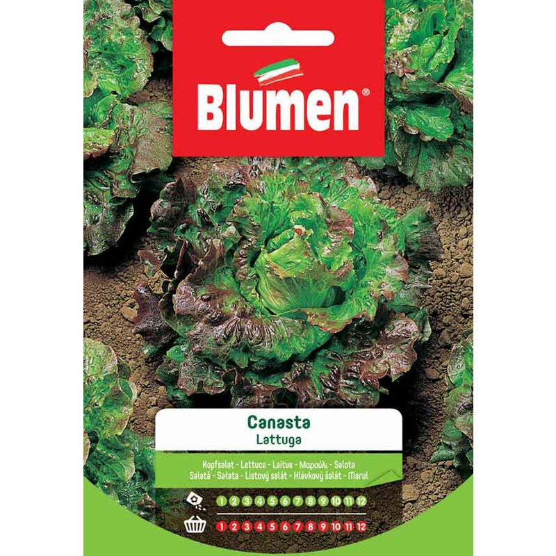 foto del prodotto semi di lattuga canasta blumen