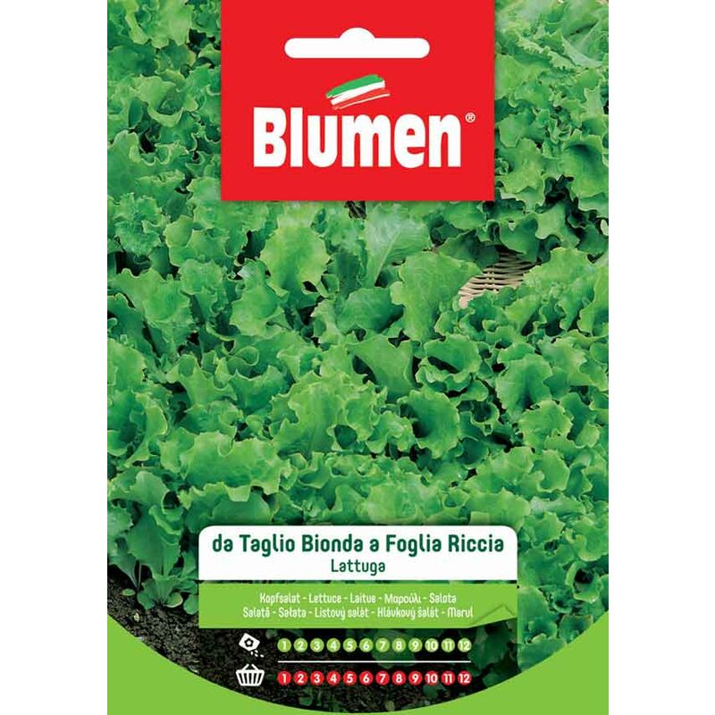 foto del prodotto semi di lattuga da taglio bionda a foglia liscia blumen