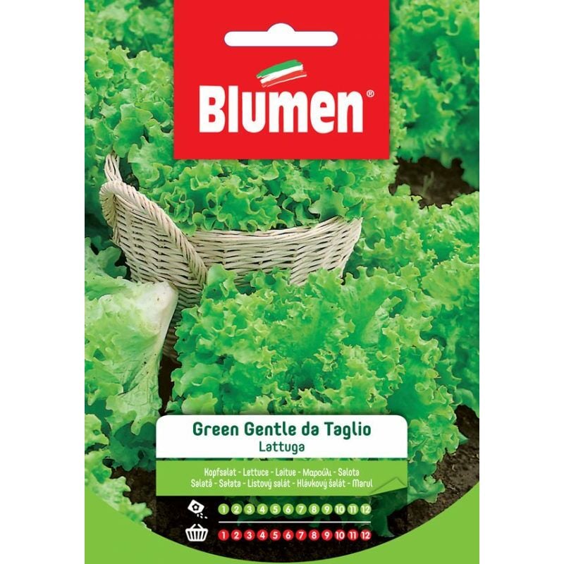 foto del prodotto semi di lattuga green gentle bionda da taglio blumen