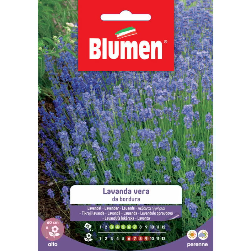 foto del prodotto semi di lavanda vera da bordura blumen