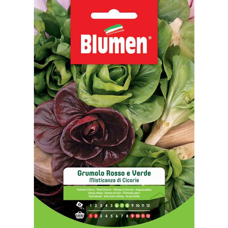 foto del prodotto semi di misticanza di cicorie grumolo rosso e verde blumen