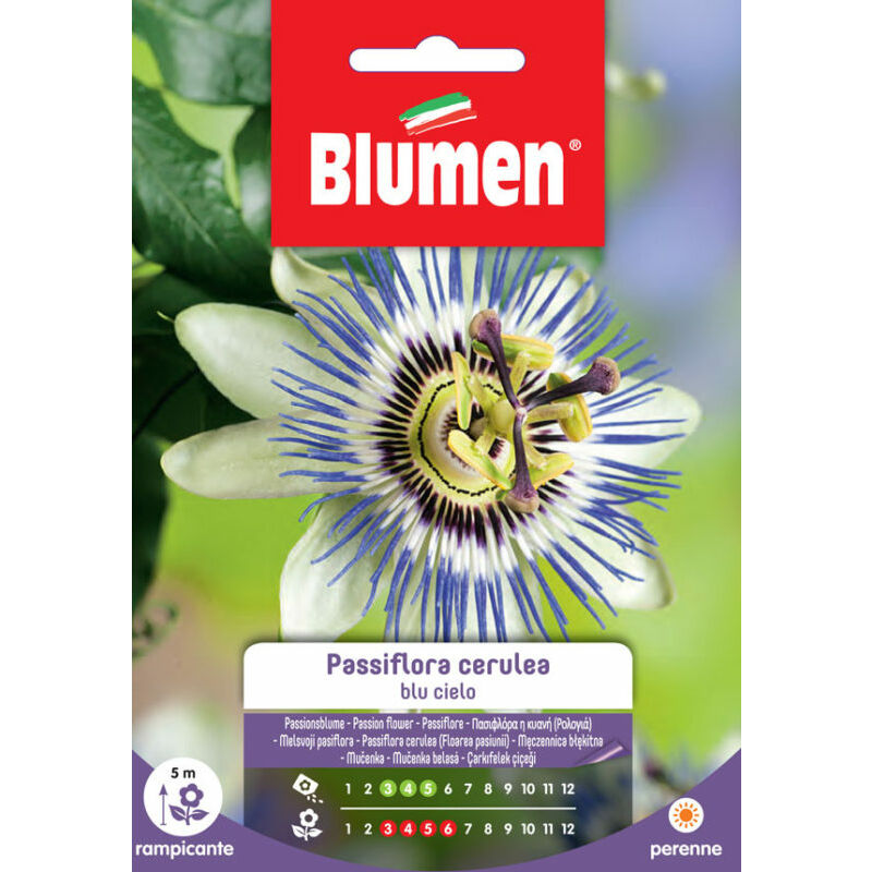 foto del prodotto semi di passiflora cerulea blu cielo blumen