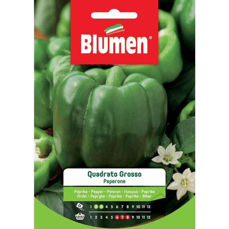 foto del prodotto semi di peperone grosso quadrato blumen