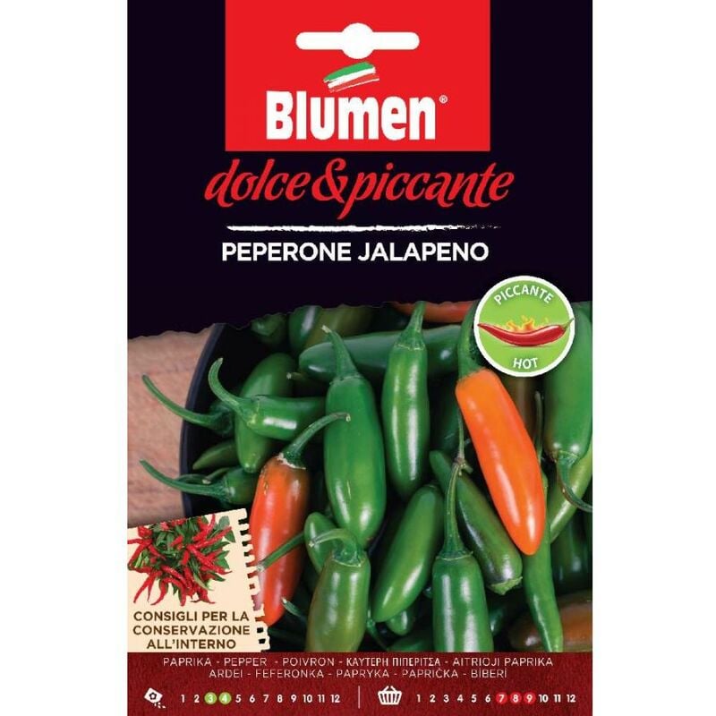 foto del prodotto semi di peperone jalapeno piccante peperoncino blumen