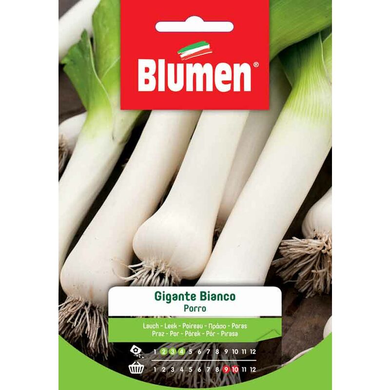 foto del prodotto semi di porro gigante bianco blumen