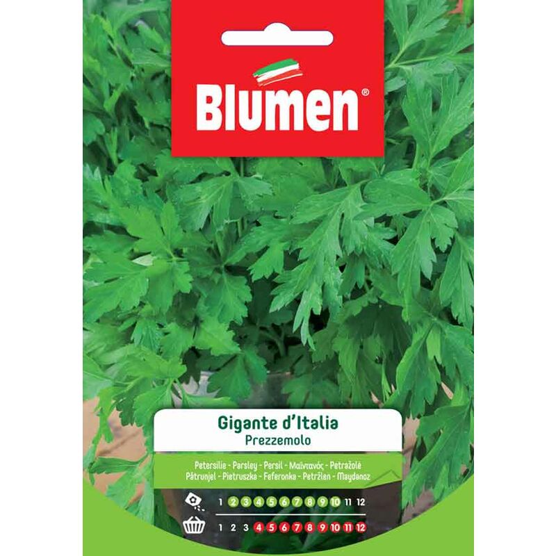 foto del prodotto semi di prezzemolo gigante d rsquoitalia blumen