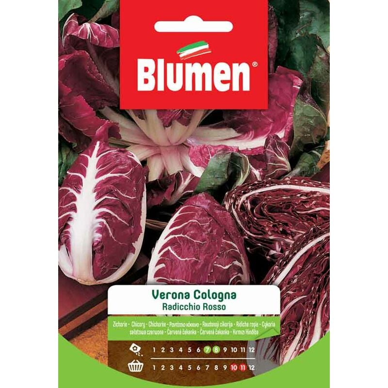 foto del prodotto semi di radicchio rosso verona cologna blumen