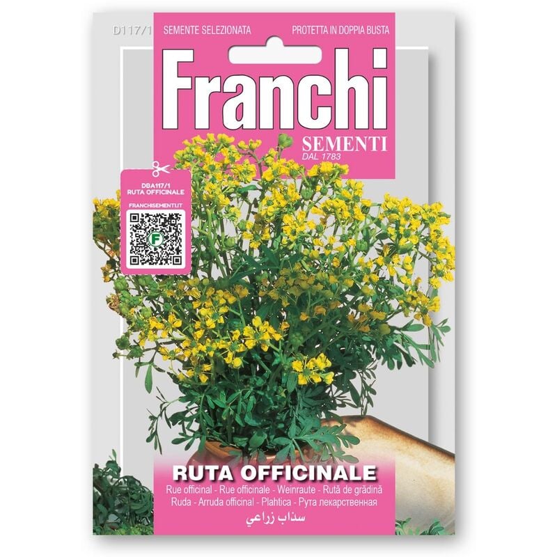 foto del prodotto semi di ruta officinale per orto giardino