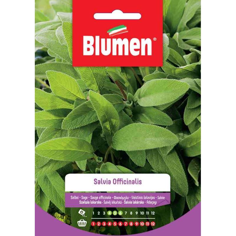 foto del prodotto semi di salvia officinalis