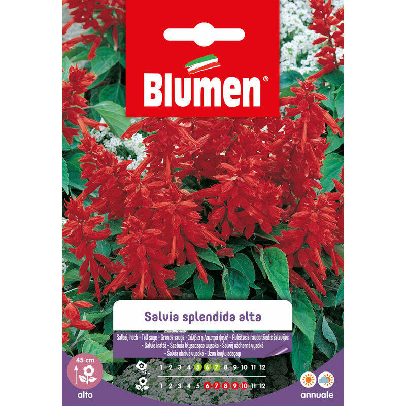 foto del prodotto semi di salvia splendida alta blumen