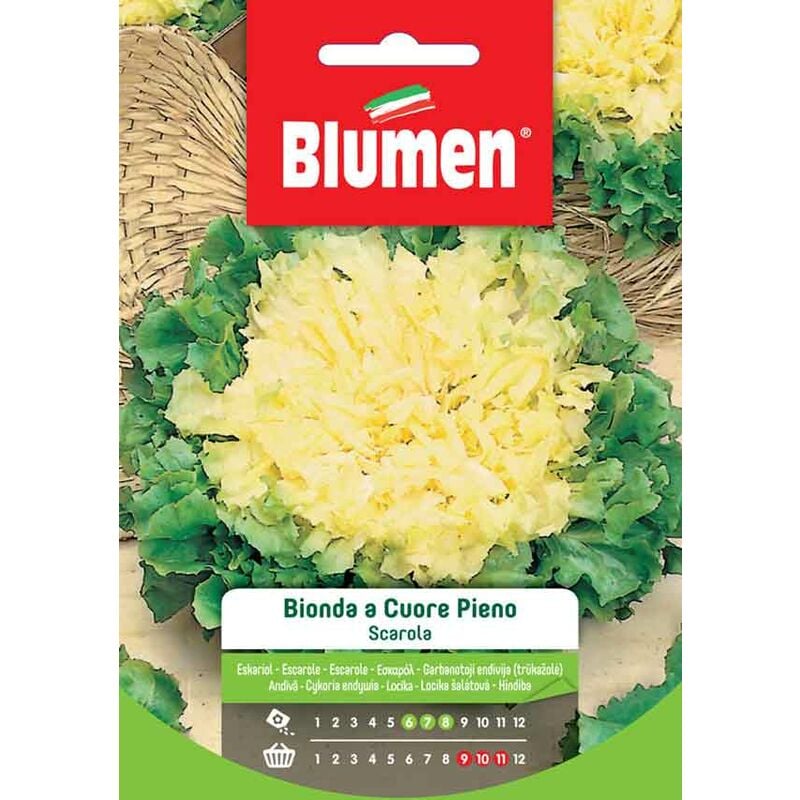 foto del prodotto semi di scarola bionda a cuore pieno blumen