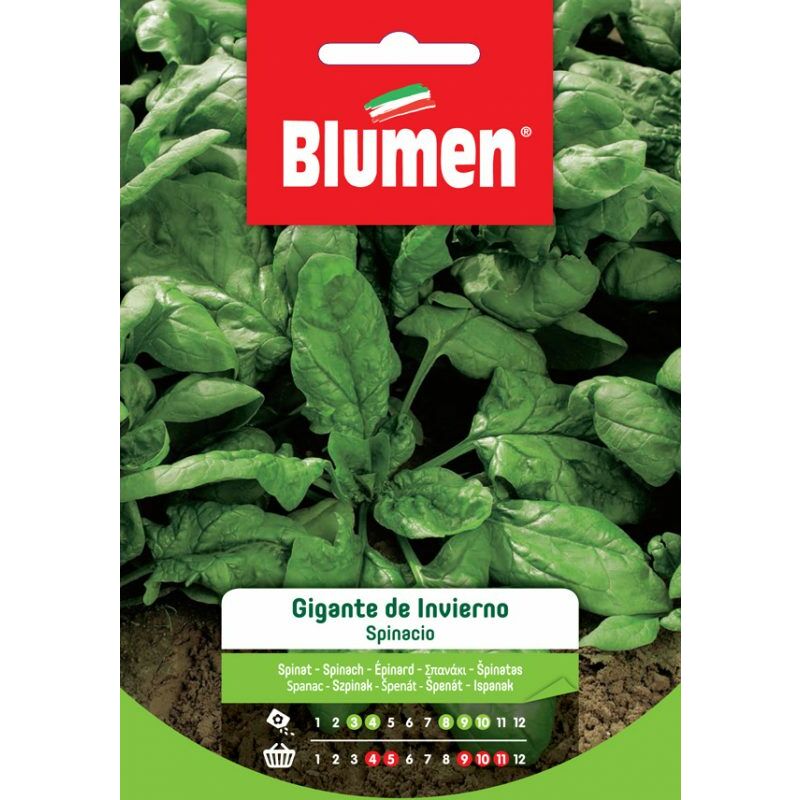 foto del prodotto semi di spinacio gigante de invierno blumen