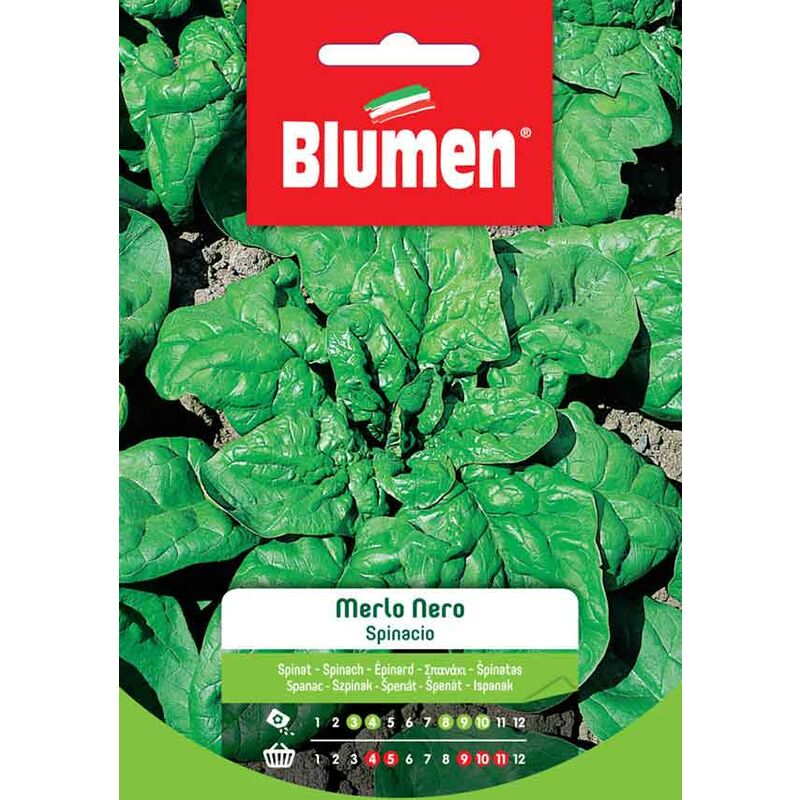 foto del prodotto semi di spinacio merlo nero blumen