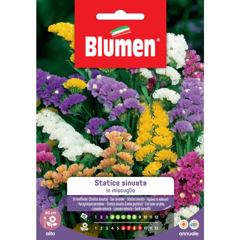 foto del prodotto semi di statice sinuata in miscuglio blumen