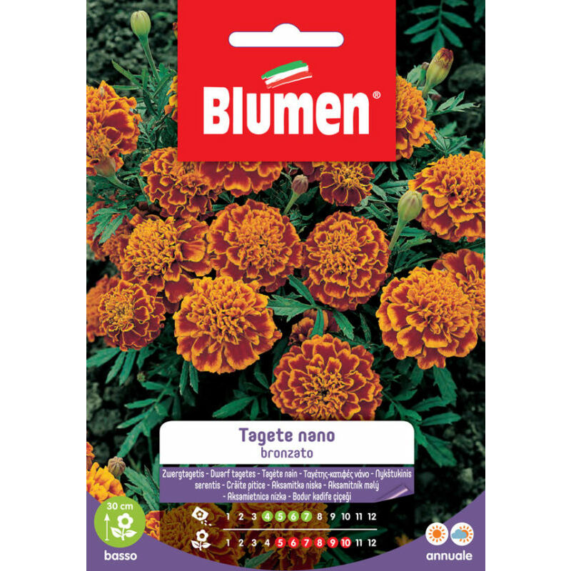 foto del prodotto semi di tagete nano bronzato blumen