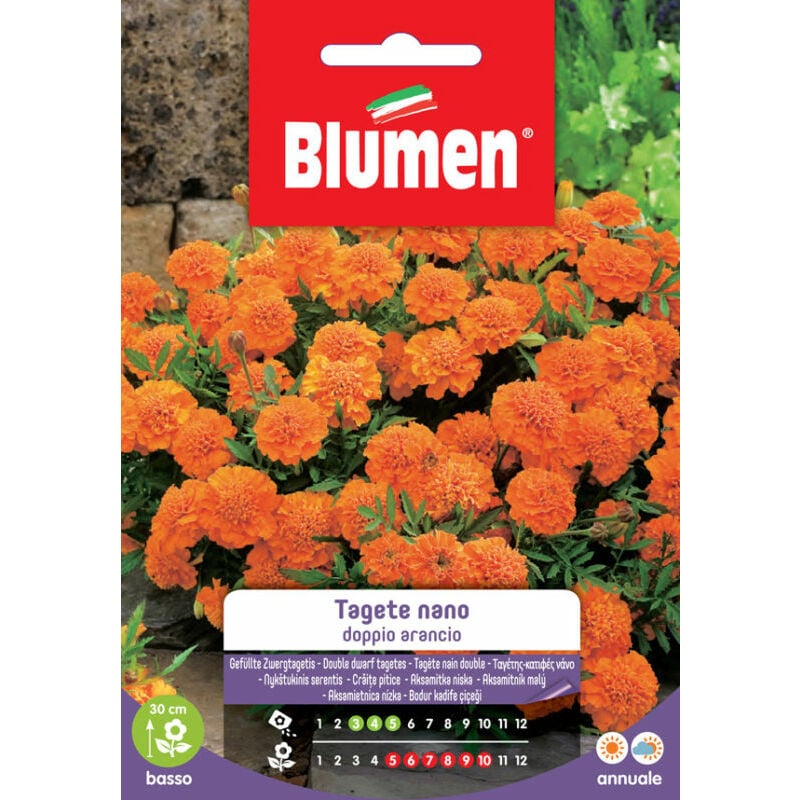 foto del prodotto semi di tagete nano doppio arancio blumen
