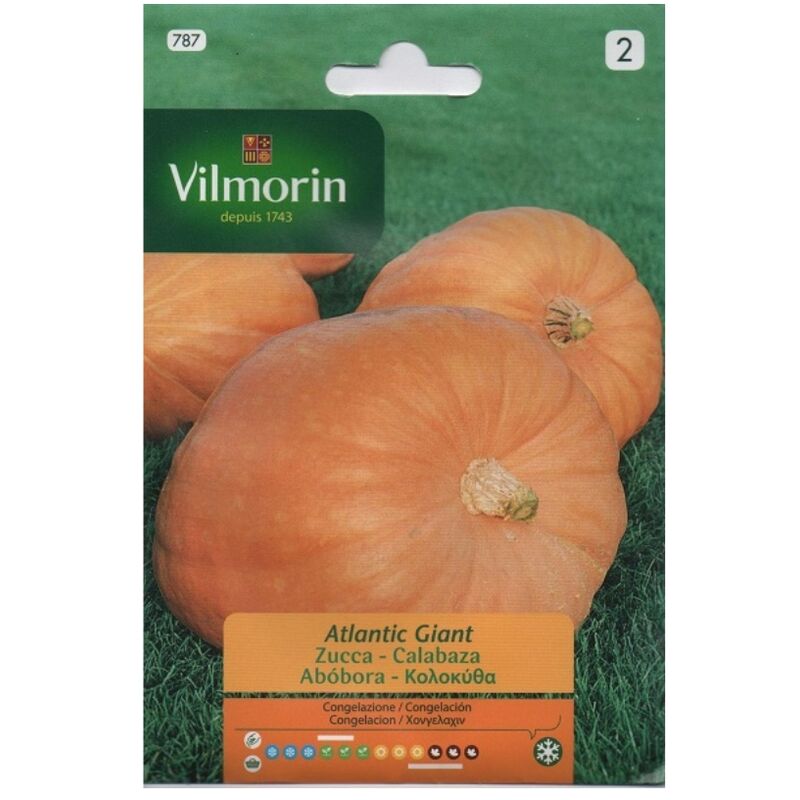 foto del prodotto semi di zucca giganti vilmorin atlantic s 2, su 2 gr