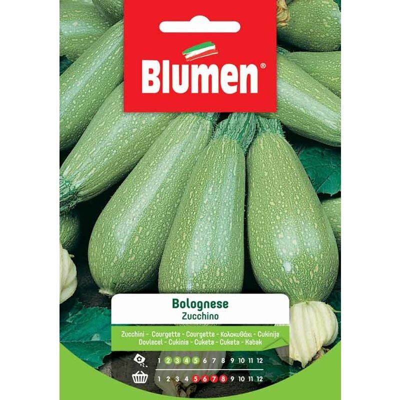 foto del prodotto semi di zucchino bolognese blumen