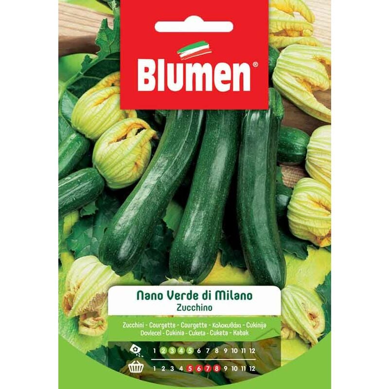 foto del prodotto semi di zucchino nano verde di milano blumen