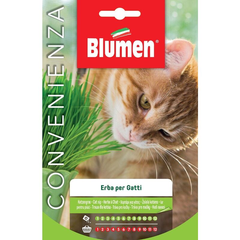 foto del prodotto semi erba gatta blumen