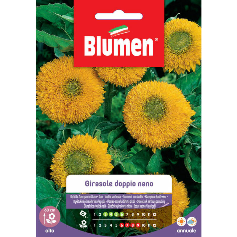 foto del prodotto semi girasole doppio nano gigante giallo blumen