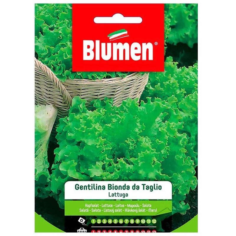 foto del prodotto semi lattuga gentilina bionda da taglio blumen insalata