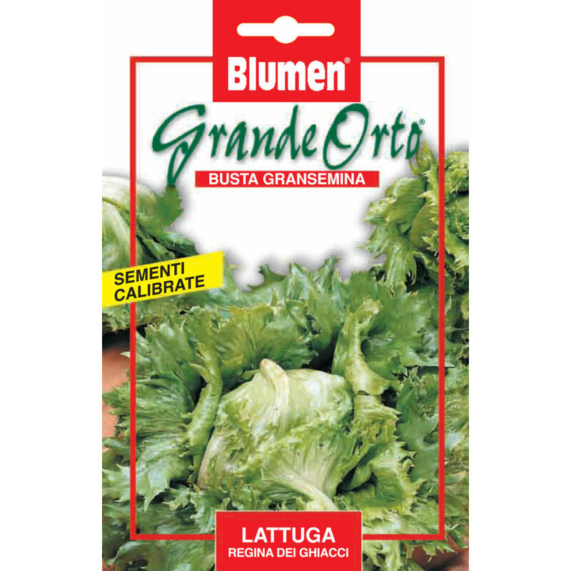 foto del prodotto semi lattuga regina dei ghiacci blumen sementi insalata