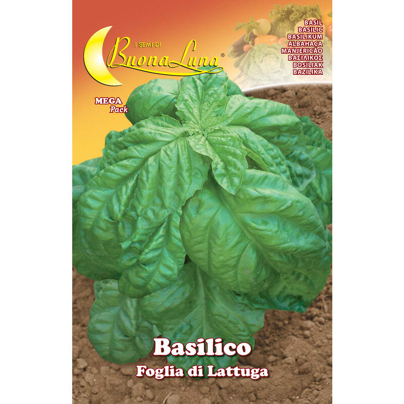 foto del prodotto semi orto basilico foglia lattuga