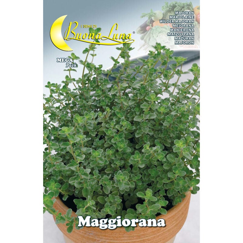 foto del prodotto semi orto maggiorana