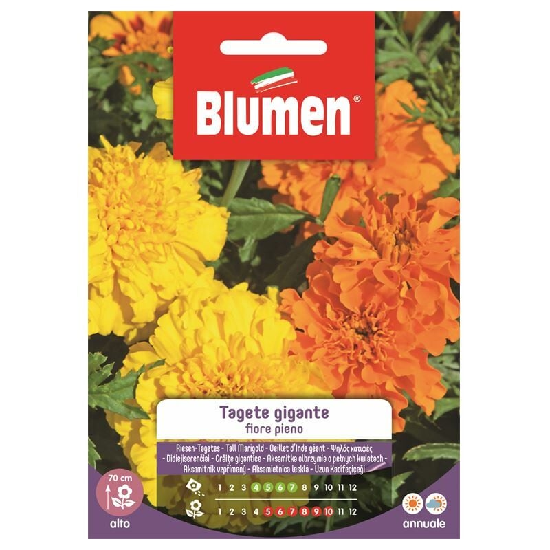 foto del prodotto semi tagete gigante fiore pieno blumen fiori