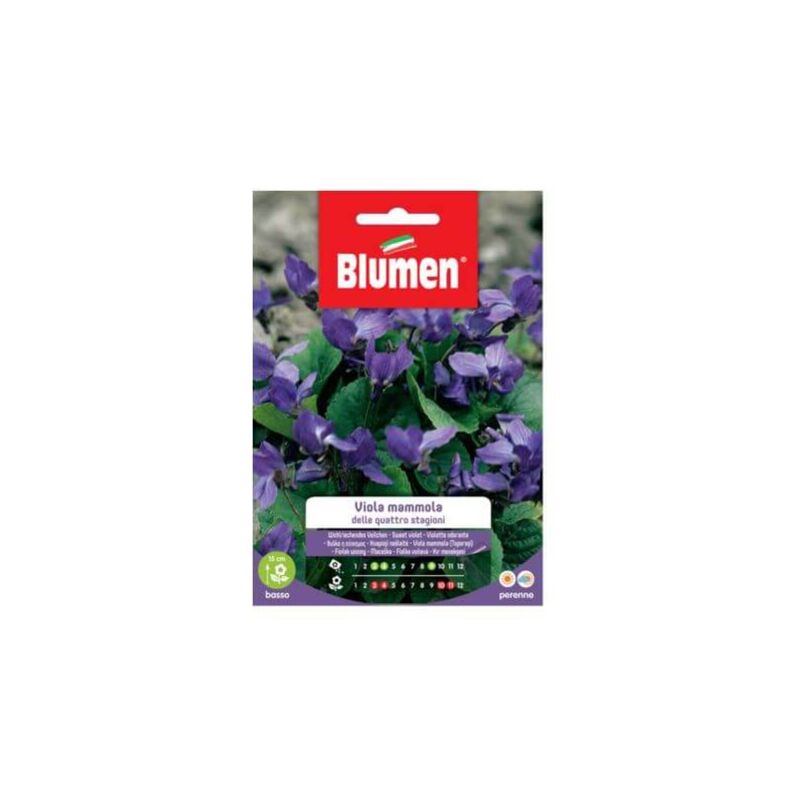 foto del prodotto semi viola mammola quattro stagioni blumen